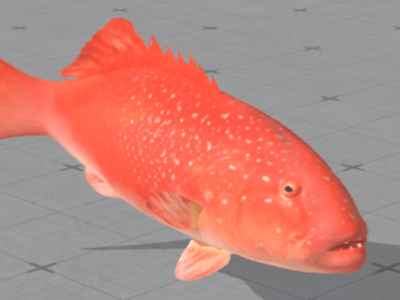 New Fish, Balance,&nbsp;Polish